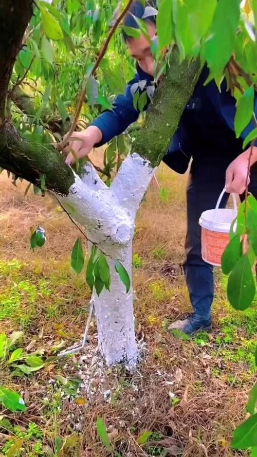 春秋季两次防治具体如何操作，春秋季两次养花操作详解