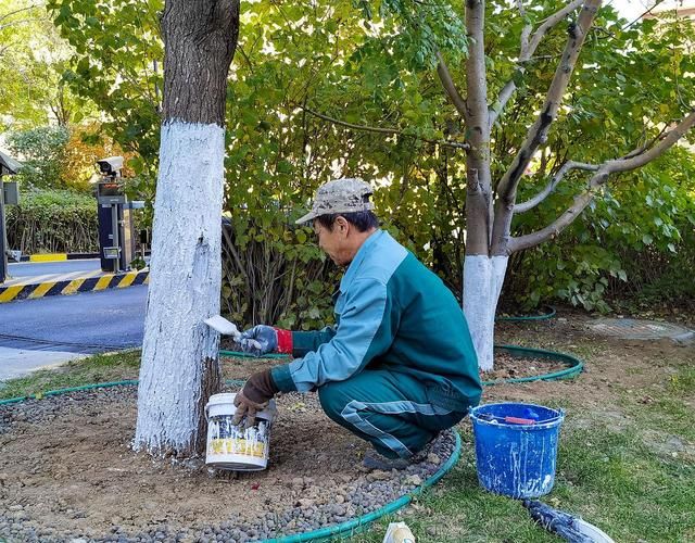 春秋季两次防治具体如何操作，春秋季两次养花操作详解