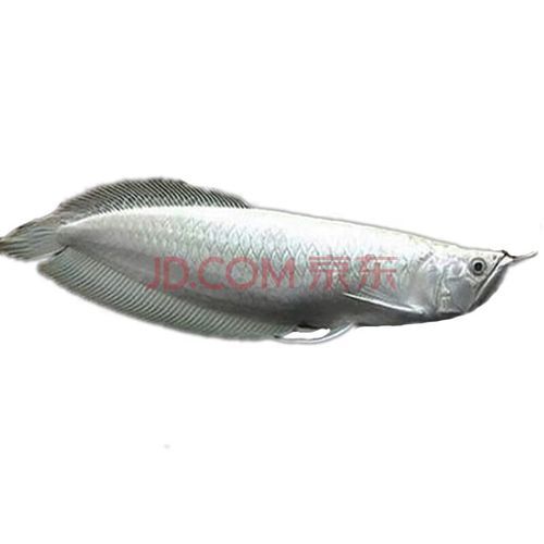 銀龍魚的價格范圍是多少？，銀龍魚價格范圍在100元到500元到500元之間