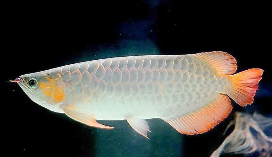 銀龍魚的價格范圍是多少？，銀龍魚價格范圍在100元到500元到500元之間