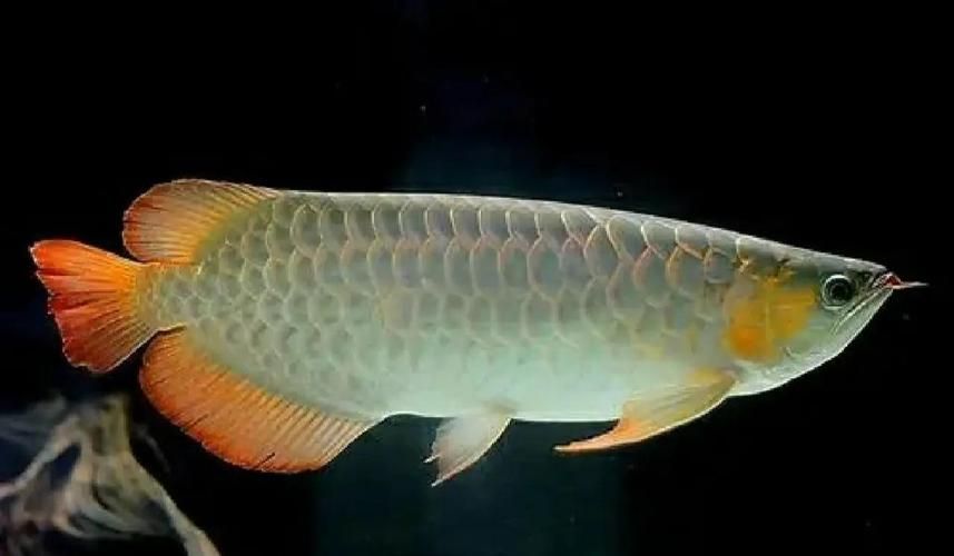 銀龍魚的價格范圍是多少？，銀龍魚價格范圍在100元到500元到500元之間