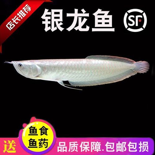 銀龍魚的價格范圍是多少？，銀龍魚價格范圍在100元到500元到500元之間