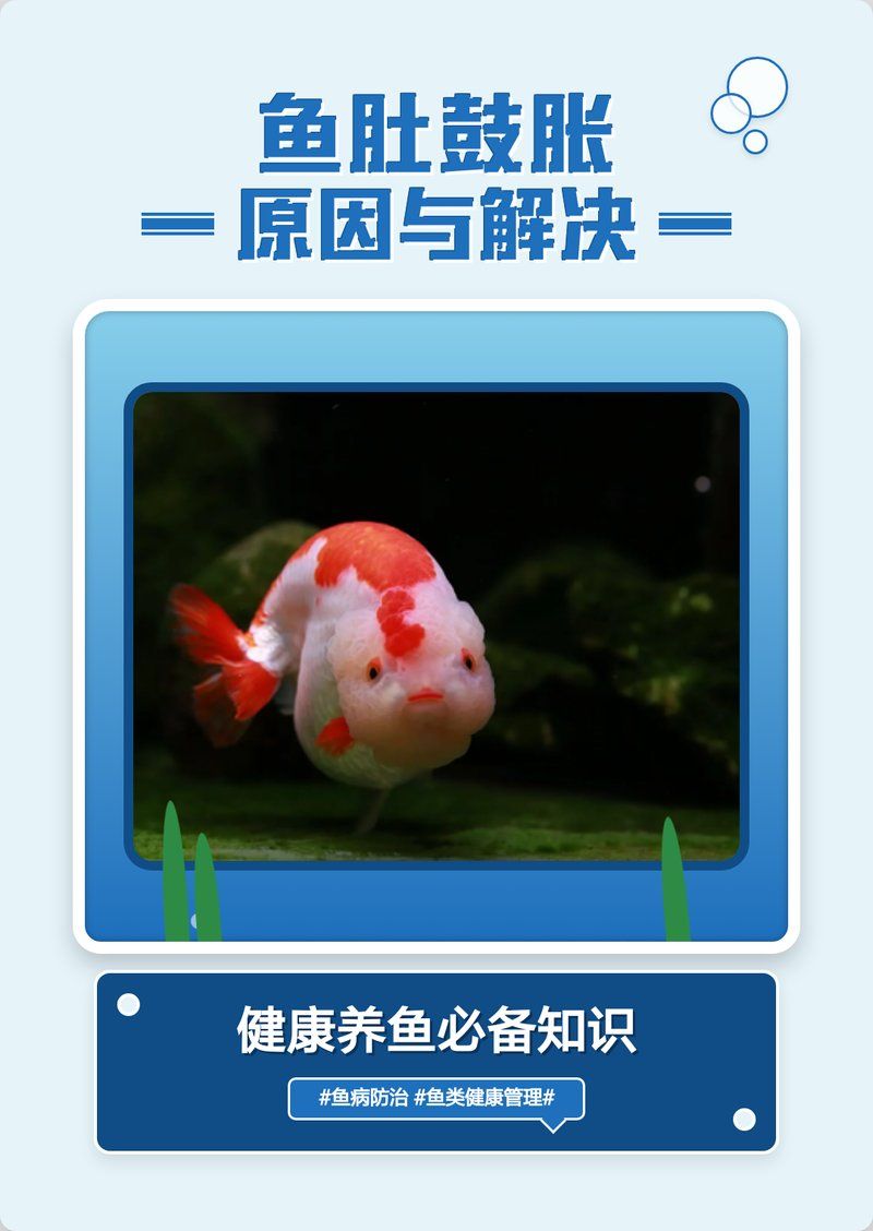 如何預防魚肚子鼓脹，如何支撐1000字深度詳解
