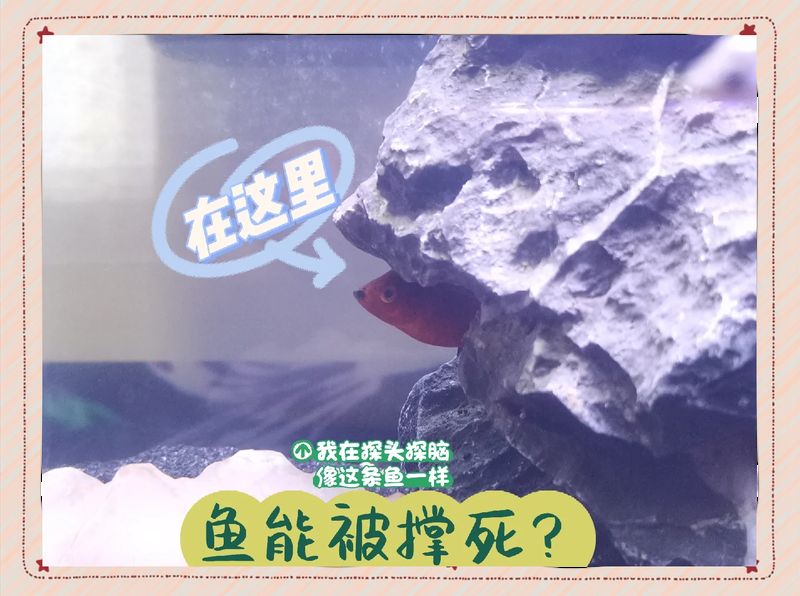 如何預防魚肚子鼓脹，如何支撐1000字深度詳解