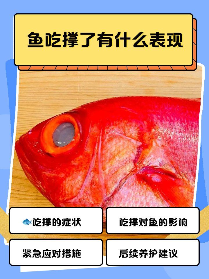 如何預防魚肚子鼓脹，如何支撐1000字深度詳解