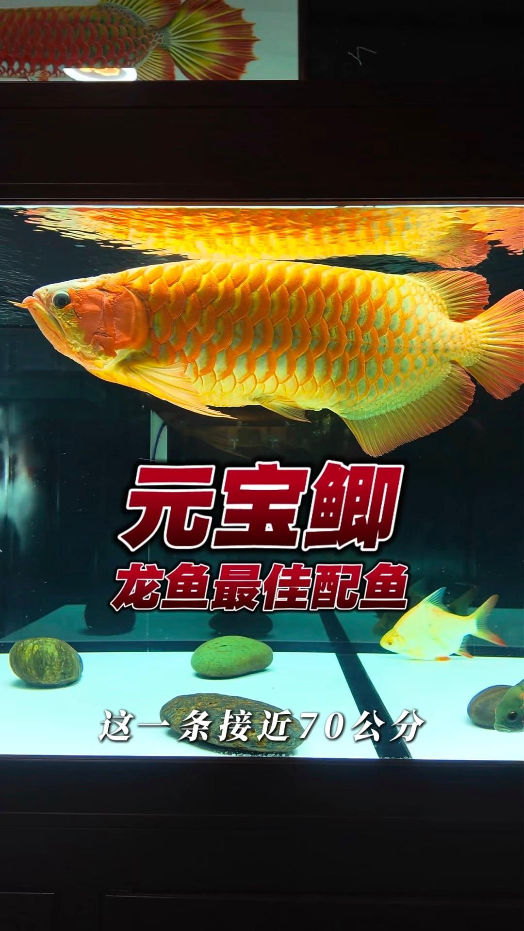 龍魚配什么魚最有觀賞價值？ 龍魚配什么魚最有觀賞價值？ 龍魚百科 第3張