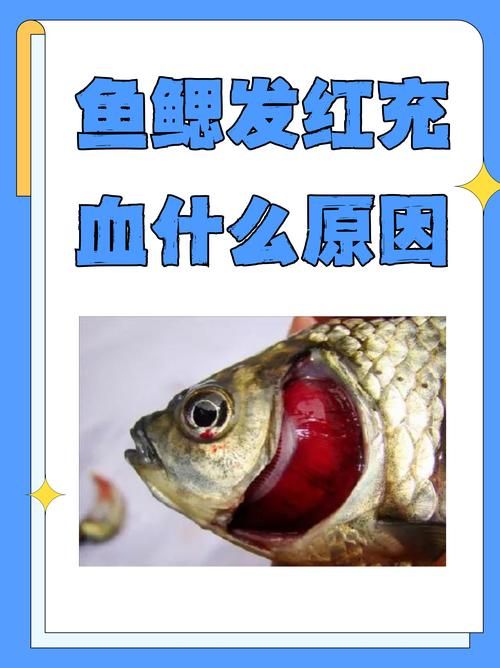 如何緩解魚趴缸癥狀，如何緩解魚趴缸10l水加2ml亞甲基藍，避光浸泡2小時