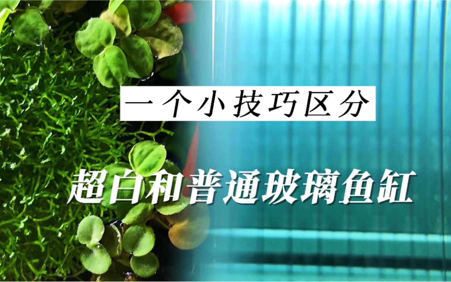 如何判斷龍魚缸是否超白玻璃？，如何辨別超白玻璃魚缸？