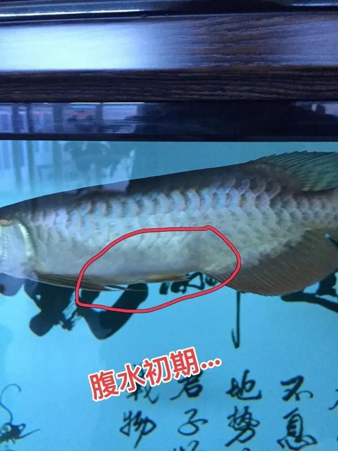 如何判斷龍魚爛鰭病是否好轉(zhuǎn)，如何判斷龍魚爛鰭病好轉(zhuǎn)