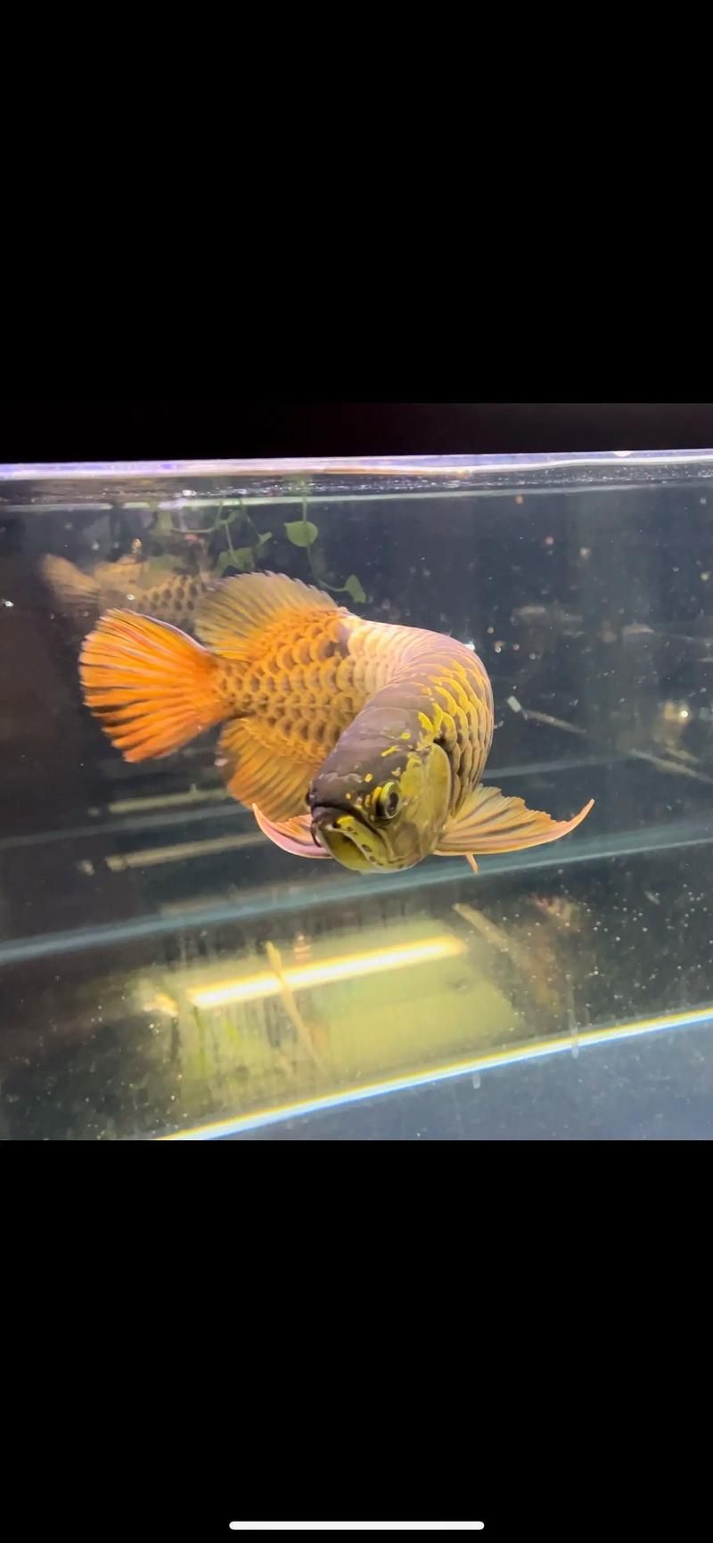 如何判斷龍魚爛鰭病是否好轉(zhuǎn)，如何判斷龍魚爛鰭病好轉(zhuǎn)