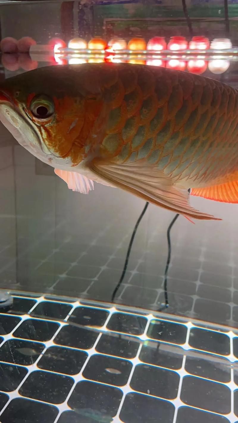 如何判斷龍魚爛鰭病是否好轉(zhuǎn)，如何判斷龍魚爛鰭病好轉(zhuǎn)