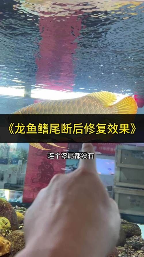 如何判斷龍魚爛鰭病是否好轉(zhuǎn)，如何判斷龍魚爛鰭病好轉(zhuǎn)