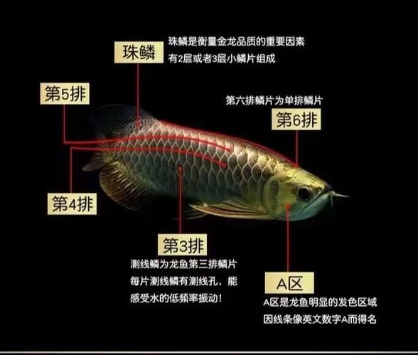 如何判斷龍魚爛鰭病是否好轉(zhuǎn)，如何判斷龍魚爛鰭病好轉(zhuǎn)